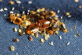 Image result for bed bugs eggs