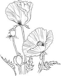 Pin By Kathy Manz Hofer On Printables Poppy Coloring Page Flower Drawing Coloring Pages