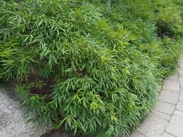 Comptonia Peregrina Sweetfern Shown In A Mass Border Planting Garden Shrubs Organic Gardening Magazine Border Plants