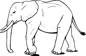 Free Printable Elephant Coloring Pages For Kids Elephant Outline Elephant Coloring Page Cartoon Elephant