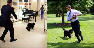 Barack and michelle obama saturday mourned the loss of their family's pet dog, bo, who lived in the white house with the first family for nearly all barack and michelle obama had already agreed to their daughters' demands to get a dog in exchange for having to move to washington d.c. Barack Obama And All His Family Is A Real Dog Lover