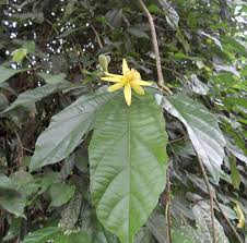 Image result for Glyphaea