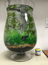 Large Betta Vase Fish Plants Betta Fish Care Diy Fish Tank