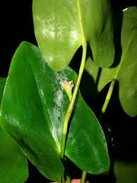 Image result for Pontederiaceae