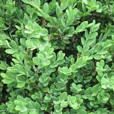 Image result for Buxus acutata