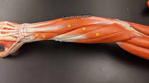 For toddlers and children, either the anterolateral thigh or deltoid muscles are suggested. Muscles Of The Torso Youtube