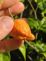 Image result for Tabernanthe iboga