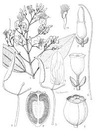 Image result for Dichaetanthera