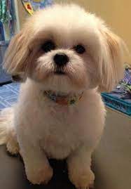 The shih tzu is an asian toy dog breed originating from tibet. Shih Tzu Daily Top 6 Shih Tzu Haircuts Shih Tzu Haircuts Shih Tzu Grooming Shih Tzu Puppy