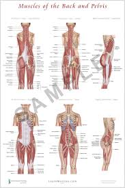 Bodybuilders refer to these as their lats. so again, quick review, when it comes to size, the key identifiers are maximus or magnus, minimus, longus, brevis, and latissimus. Pin On Neck