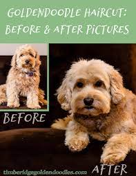 Awesome Goldendoodle Haircut Pictures Love Seeing The Before After Puppy Grooming Goldendoodle Grooming Goldendoodle