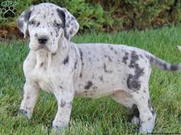 A great dane called zeus is the record holder for the tallest dog ever. Blue Great Dane Puppies For Sale In Pa Zoe Fans Blog Great Dane Puppy Blue Great Dane Puppies Blue Great Danes