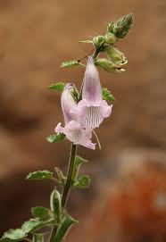 Image result for Ceratotheca triloba