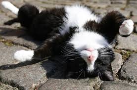 Schon länger im auge gehabt und jetzt endlich in die tat umgesetzt. Weltkatzentag Am 8 August Katze Oder Kater Panorama Stuttgarter Zeitung