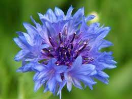 Growing Bachelor Buttons Tips About The Care Of Bachelor Button Plants Bachelor Button Flowers Bachelor Buttons Button Flowers