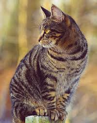 Body disposal options and much more. Pet Home Euthanasia Service Lancaster In Home Pet Euthanasia Lancaster Ca
