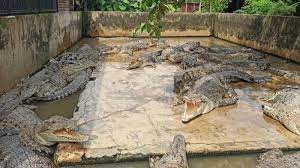 Menurut tim peneliti dari china, amerika serikat, inggris, dan australia, hewan yang merupakan nenek moyang burung dan buaya itu adalah vertebrata pertama. Taman Buaya Asam Kumbang Kesulitan Dana Pengelola Terpaksa Terima Pengunjung Tapi Dibatasi Tribun Medan