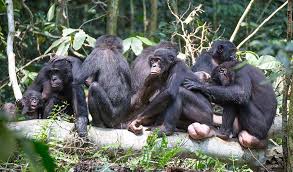 Bonobo Matriarchs Lead The Way Inside Science