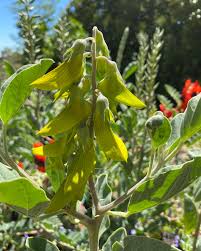 Image result for Crotalaria quarrei