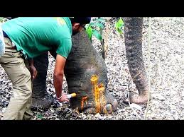 Heartwarming! Injured Elephant begging for life with Abscess in the body & leg Received treatment - YouTube