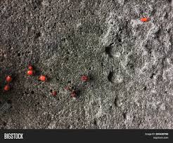 How to resurface worn concrete. Red Soldier Bug Black Image Photo Free Trial Bigstock