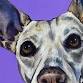 Sip & Paint Your Pet at Hickory Vines Winery