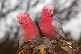 How The Australian Galah Got Its Name In A Muddle In 2020 Galah Cockatoo Cockatoo Parrot