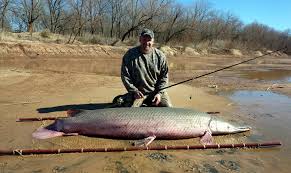 The alligator gar is a type of fish that is very interesting. State Record Alligator Gar