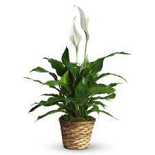 Image result for Spathiphyllum