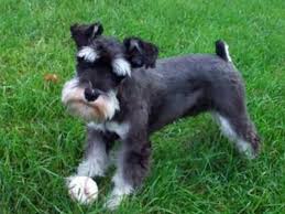 Check spelling or type a new query. 55 Adorable Miniature Schnauzer Dog Pictures