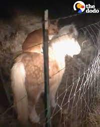 / ˈ k ɔːr ɡ uː n /) is a small type of herding dog that originated in wales.the name corgi is commonly thought to be derived from the welsh words cor and gi, meaning dwarf and dog, respectively. Corgi Caught Riding Neighbor S Miniature Pony At Night The Dodo