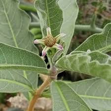 Image result for Raphionacme madiensis