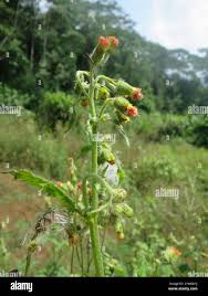 Image result for Crassocephalum picridifolium
