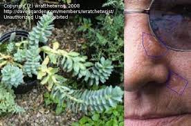 Donkey tail sedum is non toxic to dogs, cats and horses. Article Welcome To My Toxic Painful Garden Donkey Tail Spurge Human Avoidance 10 1 By Wratchetwrist