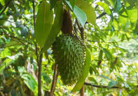 We did not find results for: Nature Of Graviola Tree Fruits And Cultivation Farmpally Com