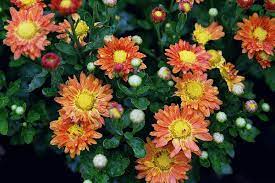Chrysanthemum Feng Shui Plants Chrysanthemum Plants