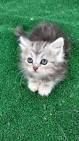 Siberian Kittens For Sale