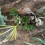 Image result for Actiniopteris semiflabellata