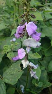 Image result for Neustanthus phaseoloides