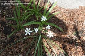 Hardy plants, hyacinth bulbs overwinter in the ground, even in cold winter areas. Plant Identification Closed Errant Spring Bulb With Little White Flowers 3 By Redbudzzz