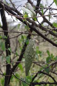 Image result for Pentarrhinum insipidum