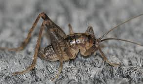 Our most common native camel crickets belong to the genus ceuthophilus, which includes about 90 species. Ceuthophilus Maculatus Ceuthophilus Maculatus Bugguide Net