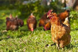 Perdue harvestland perfect portions free range boneless skinless chicken breast (1.65 lbs.) add to cart. How Much Do Chickens Cost Should I Keep Chickens Chickens Guide
