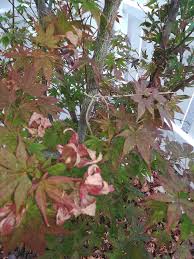 Common potted acer tree problems how to prevent them fantastic. Is There A Problem With My Japanese Maple Shrub Gardening Landscaping Stack Exchange