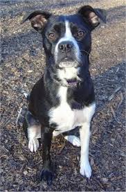 Lab terrier mix black and white. Boston Lab Dog Breed Information And Pictures