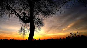 Colors fall garden leaf nature park. Cool Tree Silhouette Wallpaper 34132 1920x1080px