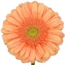 Image result for Gerbera