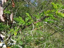 Image result for Acacia grandicornuta