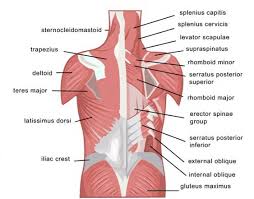 This image is titled back muscles diagram and is attached to our article about best back muscles training exercises. Back Strains And Sprains Back Pain Treatment