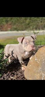 Xl bully puppies for sale nz. American Pocket Bully Nz Facebook